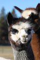 alpaca for sale