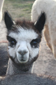 alpaca for sale