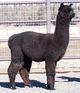 alpaca for sale