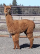 alpaca for sale