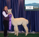 alpaca for sale