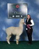 alpaca for sale