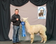 alpaca for sale