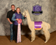 alpaca for sale