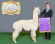 alpaca for sale
