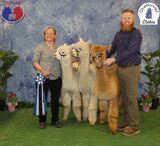 alpaca for sale
