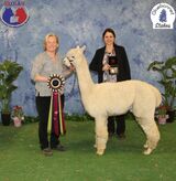 alpaca for sale