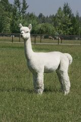 alpaca for sale
