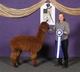 alpaca for sale