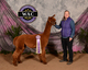 alpaca for sale