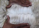 alpaca for sale