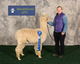 alpaca for sale