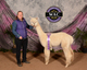 alpaca for sale