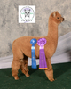 alpaca for sale
