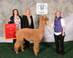alpaca for sale