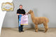 alpaca for sale