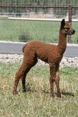 alpaca for sale
