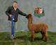 alpaca for sale