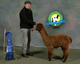 alpaca for sale