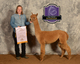 alpaca for sale