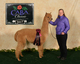 alpaca for sale