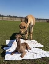 alpaca for sale