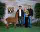 alpaca for sale