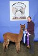 alpaca for sale