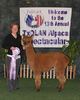 alpaca for sale