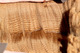 alpaca for sale