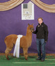 alpaca for sale