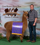 alpaca for sale