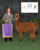 alpaca for sale