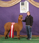 alpaca for sale