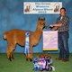 alpaca for sale
