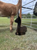 alpaca for sale