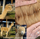 alpaca for sale