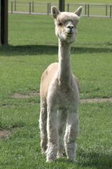 alpaca for sale