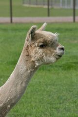 alpaca for sale