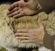 alpaca for sale