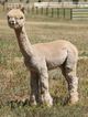 alpaca for sale