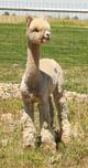 alpaca for sale