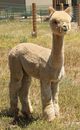 alpaca for sale