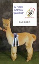 alpaca for sale