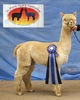 alpaca for sale