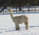 alpaca for sale
