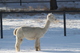 alpaca for sale