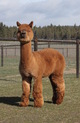 alpaca for sale