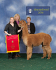alpaca for sale