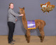 alpaca for sale